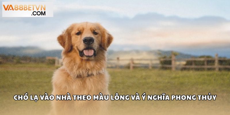 Chó vào nhà đánh con gì? Giải mã điềm báo chính xác tại VA88