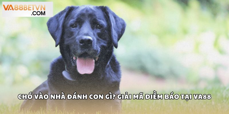 Chó vào nhà đánh con gì? Giải mã điềm báo chính xác tại VA88