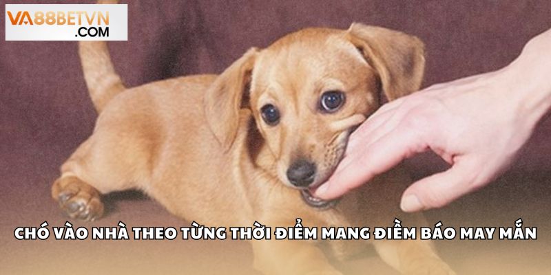 Chó vào nhà đánh con gì? Giải mã điềm báo chính xác tại VA88