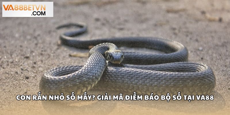 Con Rắn Nhỏ Số Mấy? Giải Mã Điềm Báo Bộ Số May Mắn Tại VA88