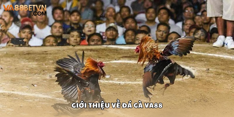 Đá Gà VA88 Hấp Dẫn Với Tỷ Lệ Trả Thưởng Cao Nhất Hiện Nay