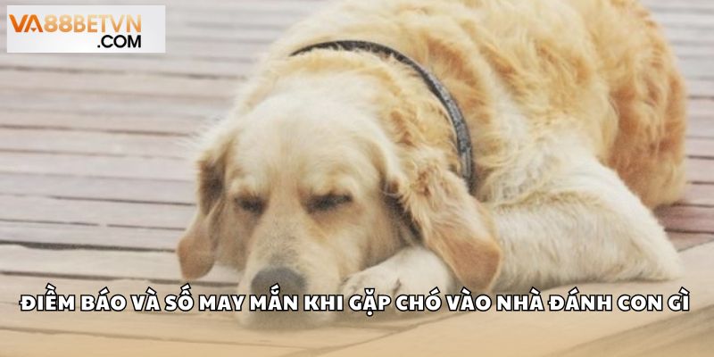 Chó vào nhà đánh con gì? Giải mã điềm báo chính xác tại VA88