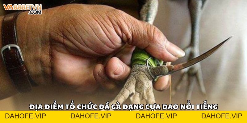 Đá Gà Cựa Dao Và Sức Hút Cuồng Nhiệt Trên Đấu Trường Máu Lửa