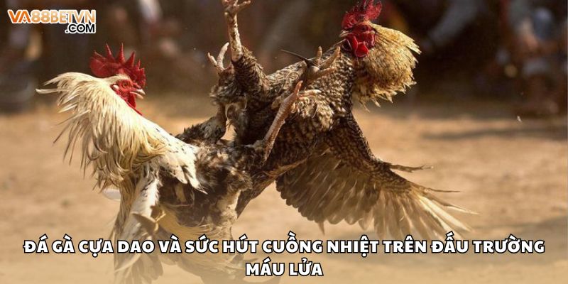 Đá Gà Cựa Dao Và Sức Hút Cuồng Nhiệt Trên Đấu Trường Máu Lửa