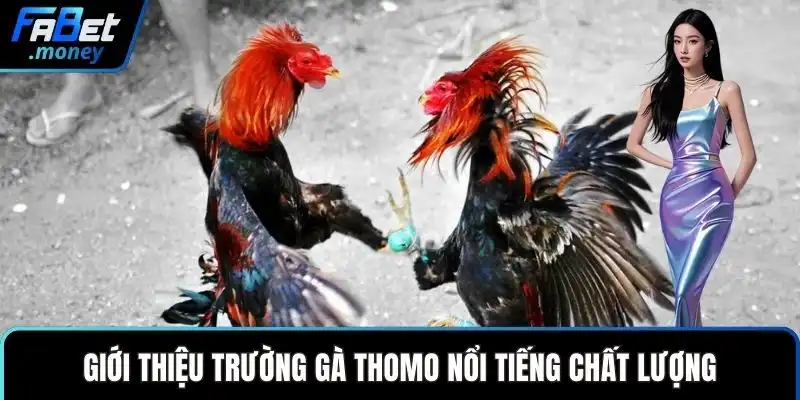 Trường Gà Thomo Fabet Sảnh Cược Đá Gà Đỉnh Cao Thế Giới